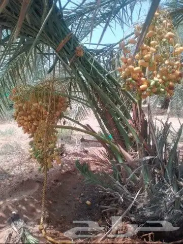 يوجد لدينا 24نخله فسايل البيع مكه بسعر مناسب 3
