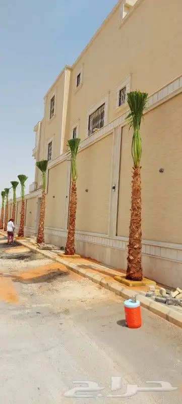 اشحار نخيل واشنطونيا ابومروحه للبيع 1