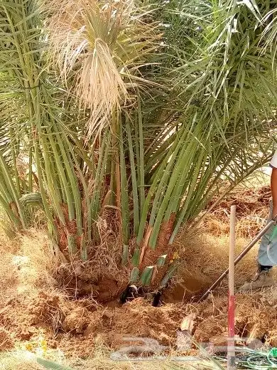 نخل للبيع جثايث فسايل صقعي وخلاص مجدول نخيل سري دخيني سلاطين 5