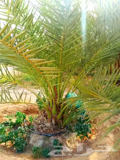 نخل للبيع جثايث فسايل صقعي وخلاص مجدول نخيل سري دخيني سلاطين 4