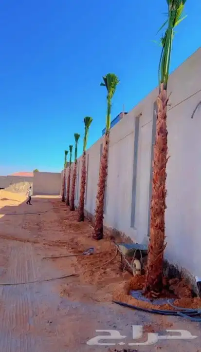 اشحار نخيل واشنطونيا ابومروحه للبيع 3