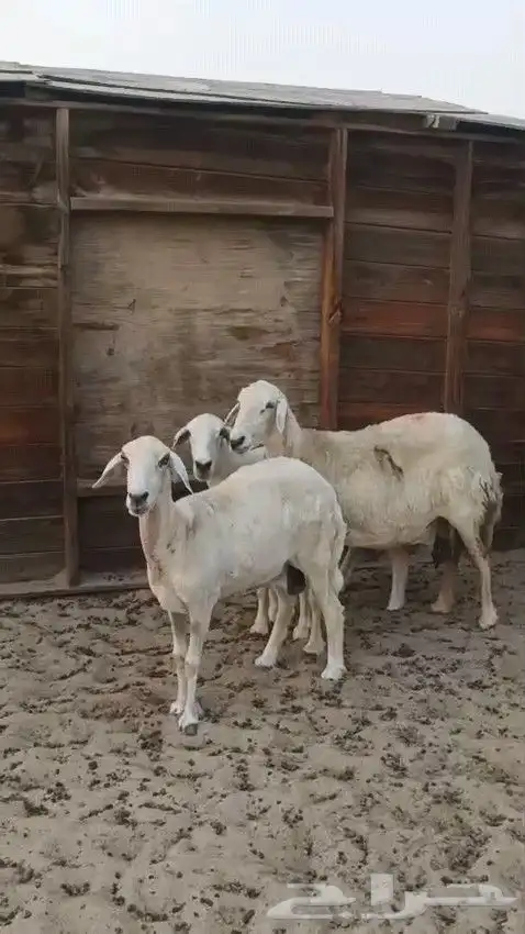 ثلاث حريات 2