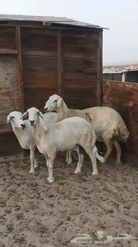 ثلاث حريات 1
