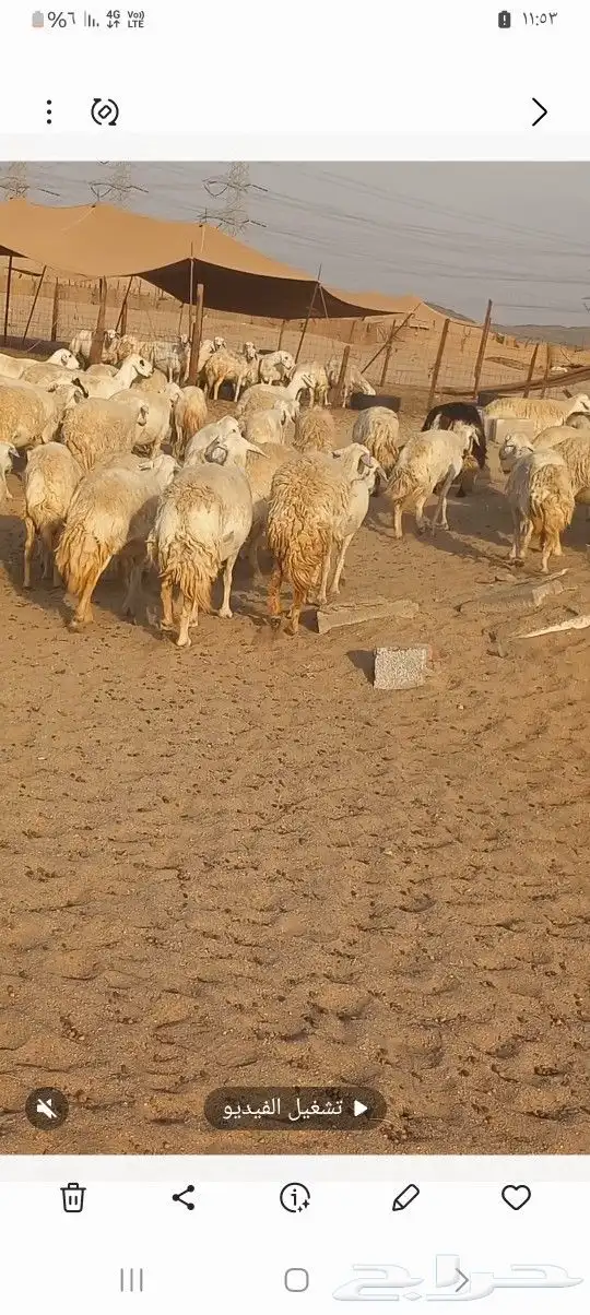 ضان حريه صنف 7