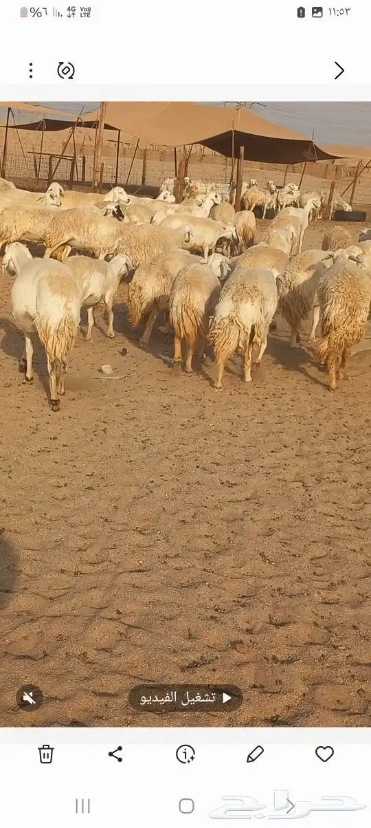 ضان حريه صنف 4
