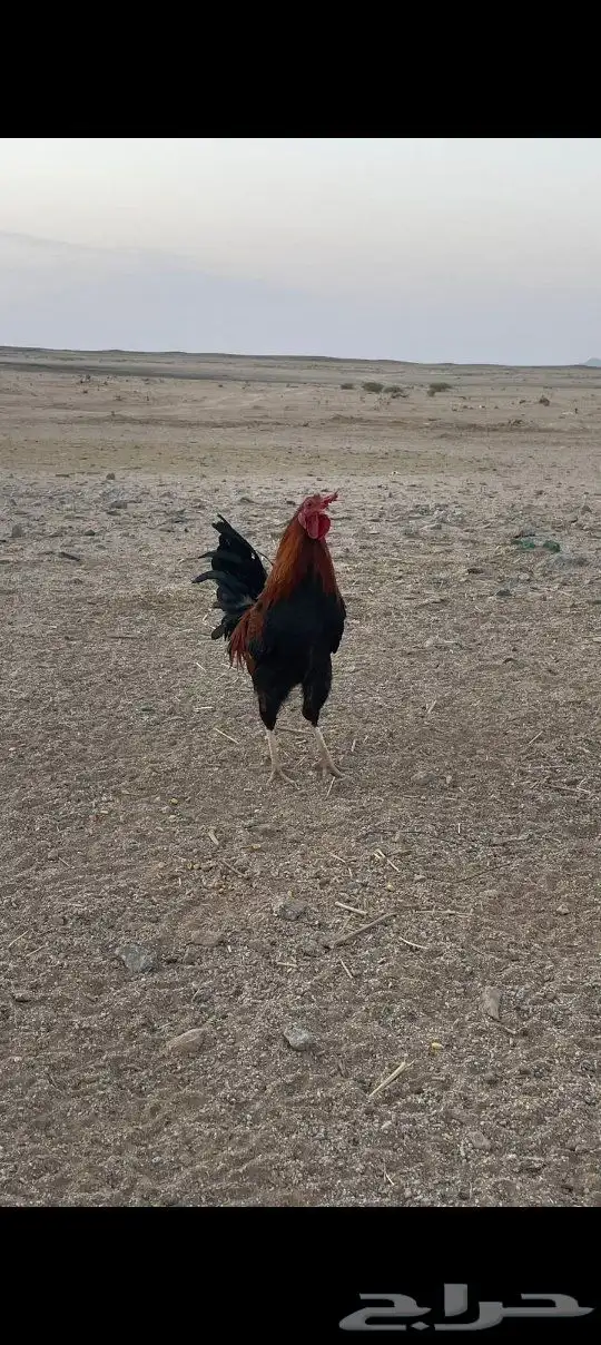 ديوك للبيع 2
