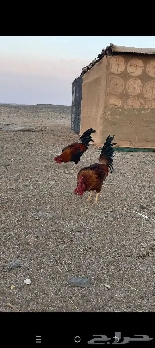 ديوك للبيع 1