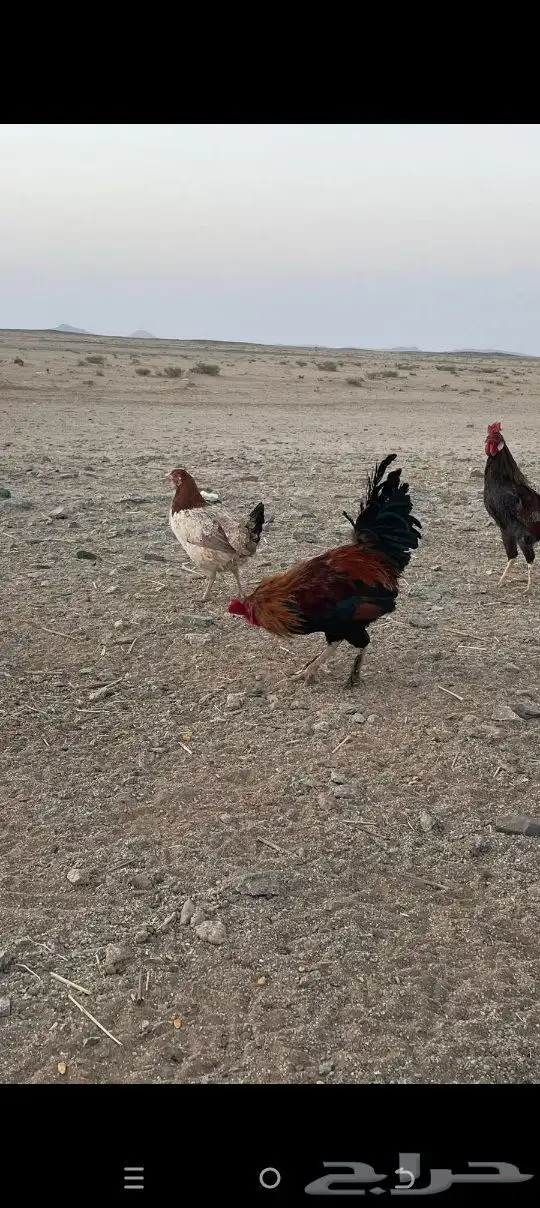ديوك للبيع 0
