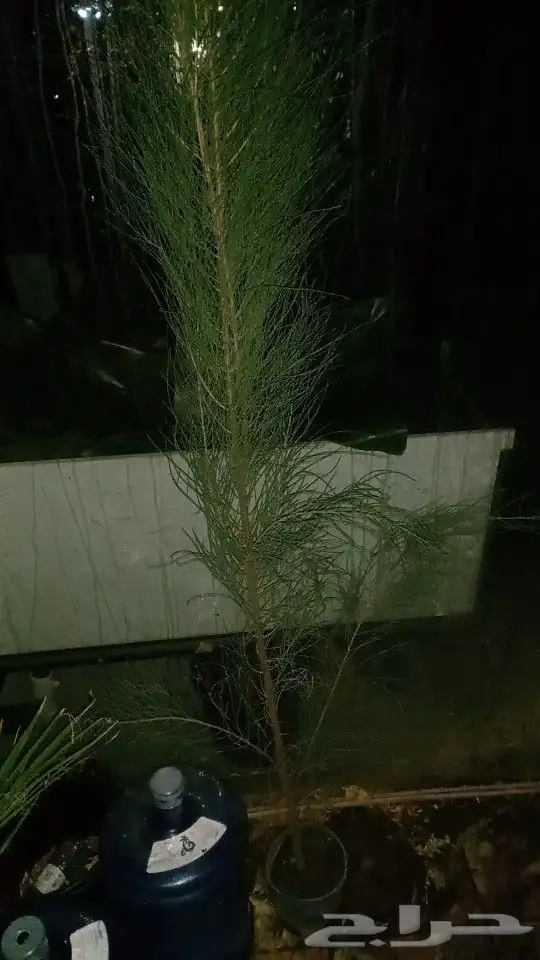 شتلات اثل امريكي ( كازورينا ) 0