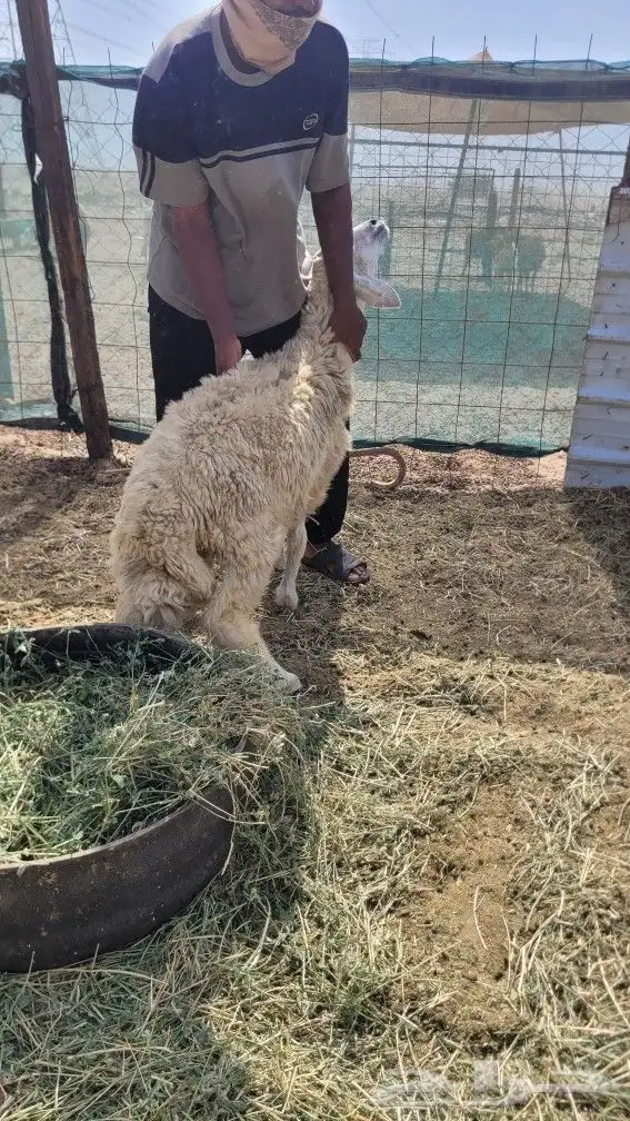 عدد 3 طليان سمينه 4