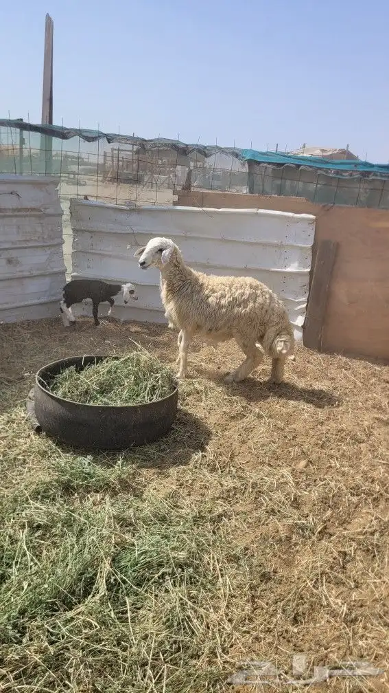 عدد 3 طليان سمينه 0