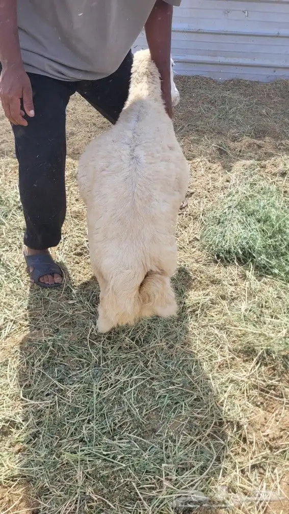 عدد 3 طليان سمينه 3