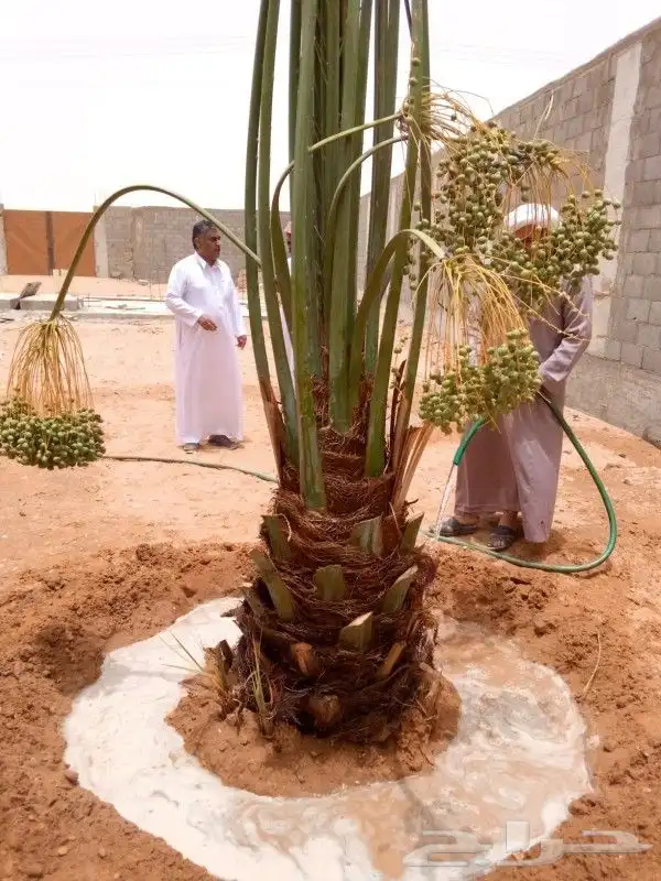 نخل للبيع نخيل مثمر خلاص صقعي سكري شيشي والشنطني هلالي سلج 8