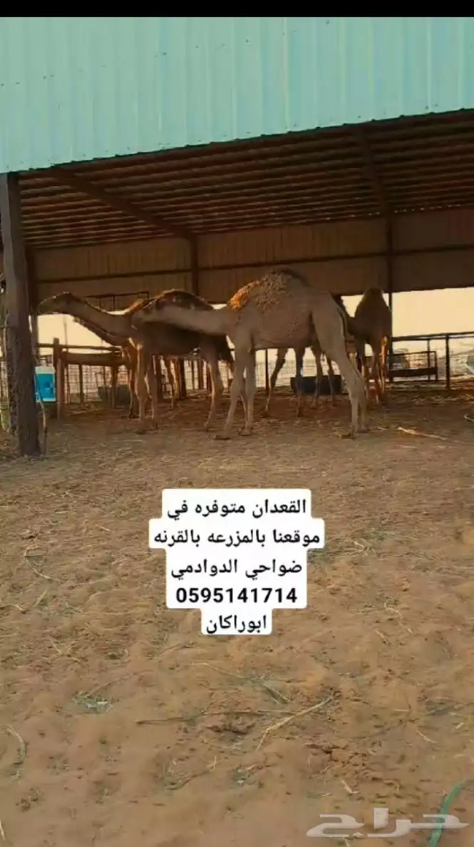 توفر قعدان 0