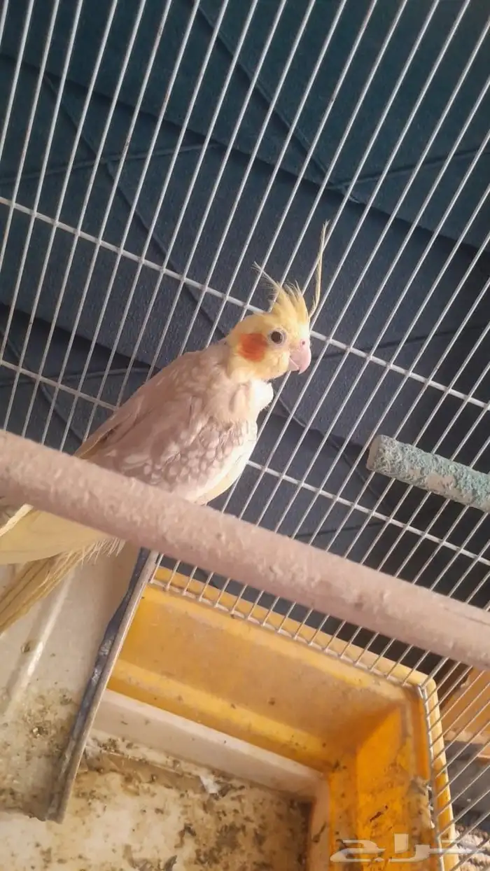 طيور الا سم. روز 2