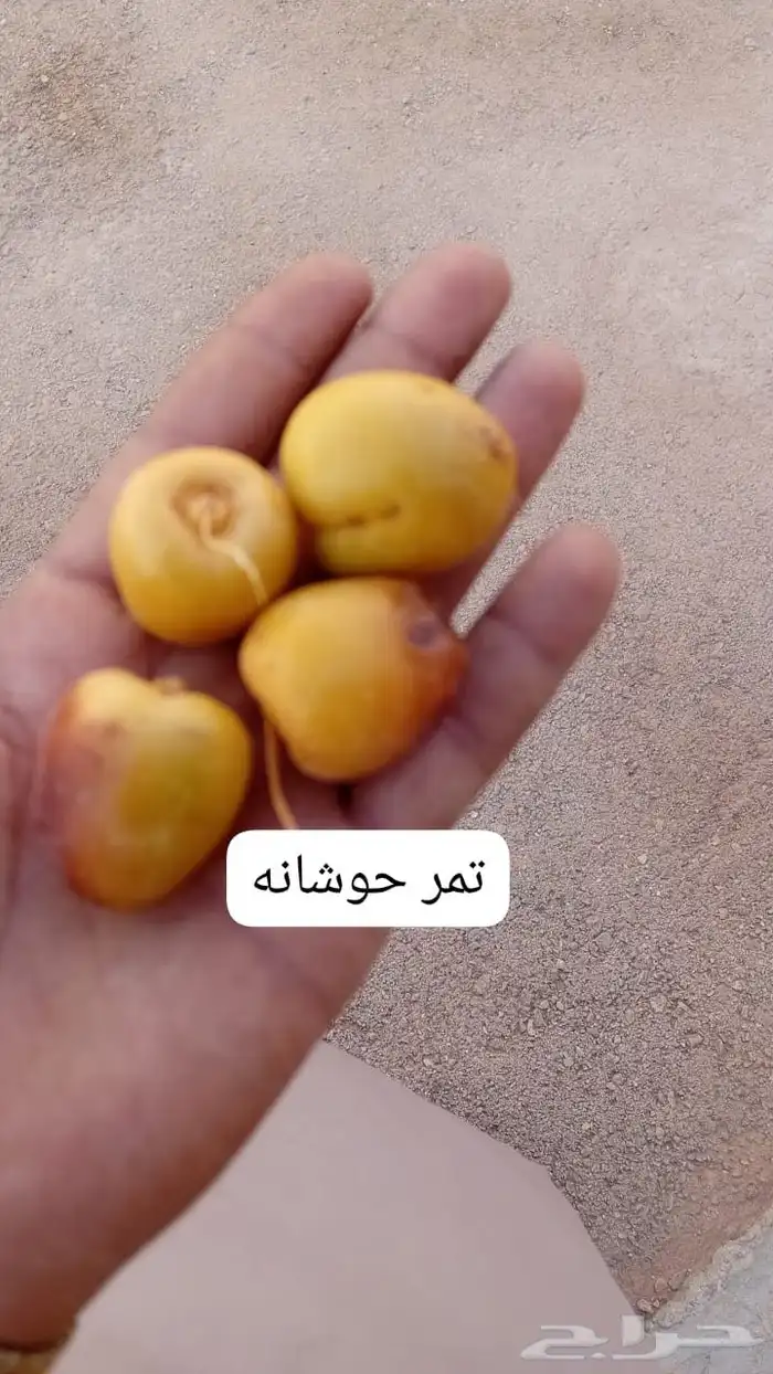 جميع انواع انخيل متوفر لدينا 8