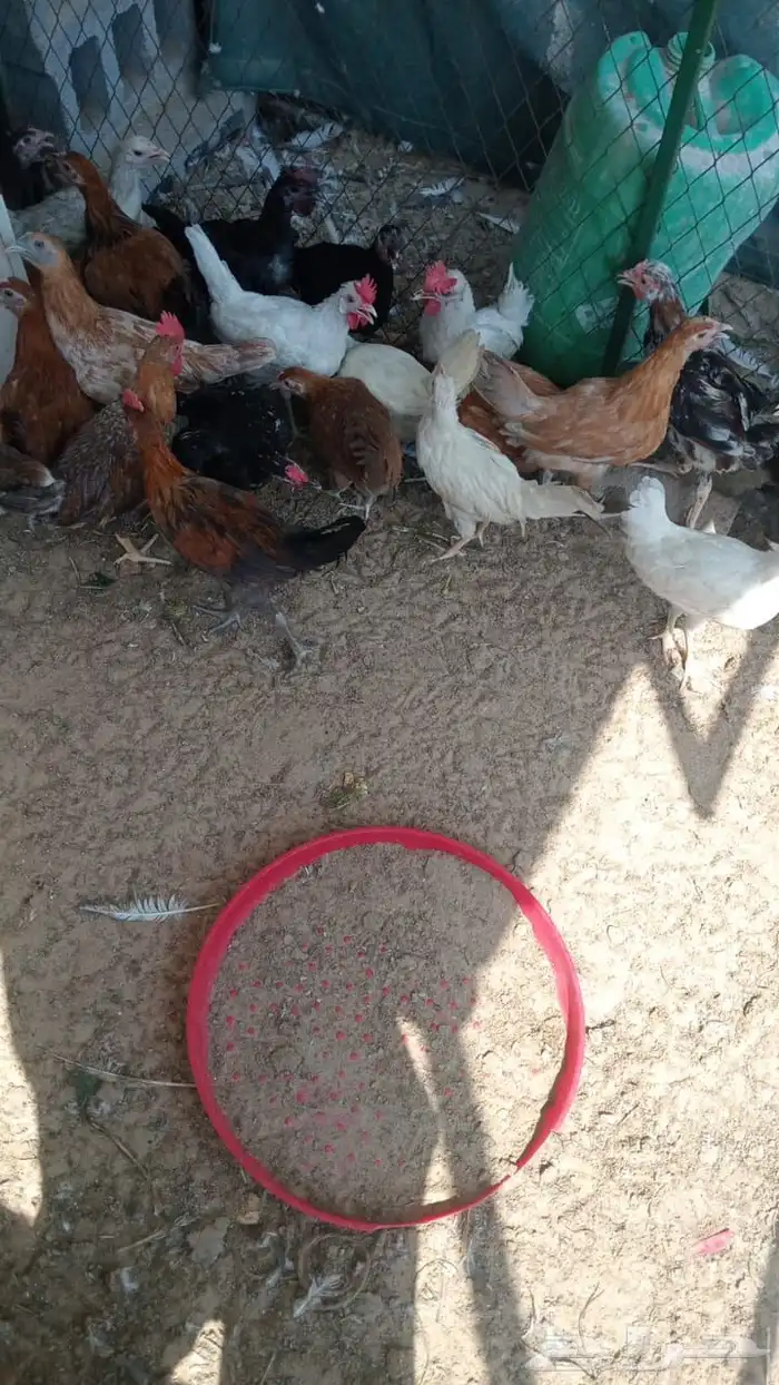 دجاج بشاير 1