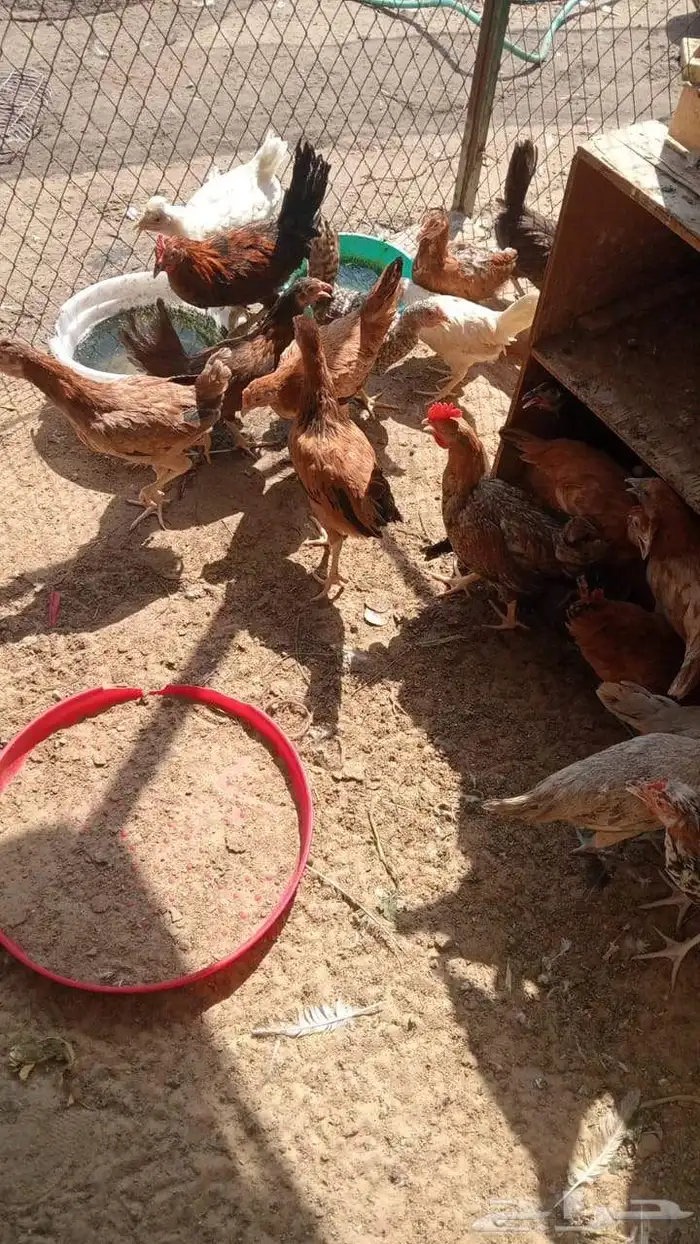 دجاج بشاير 3