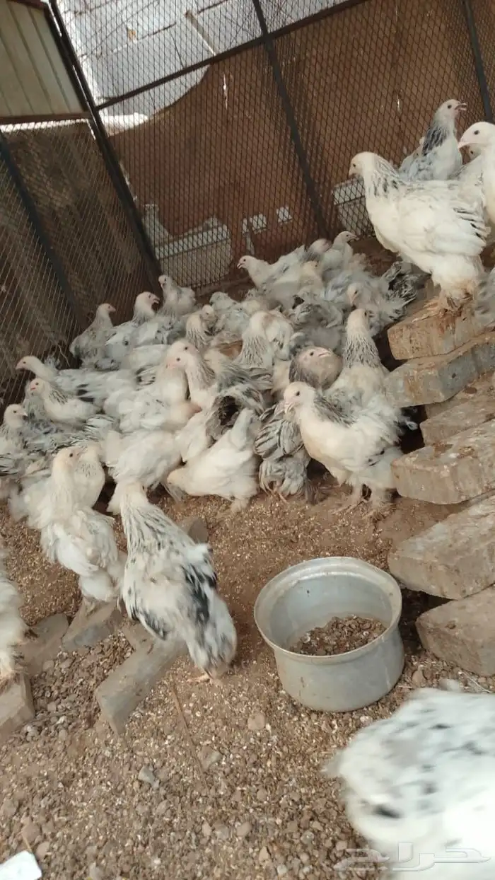صوص براهما عمر شهرين 2