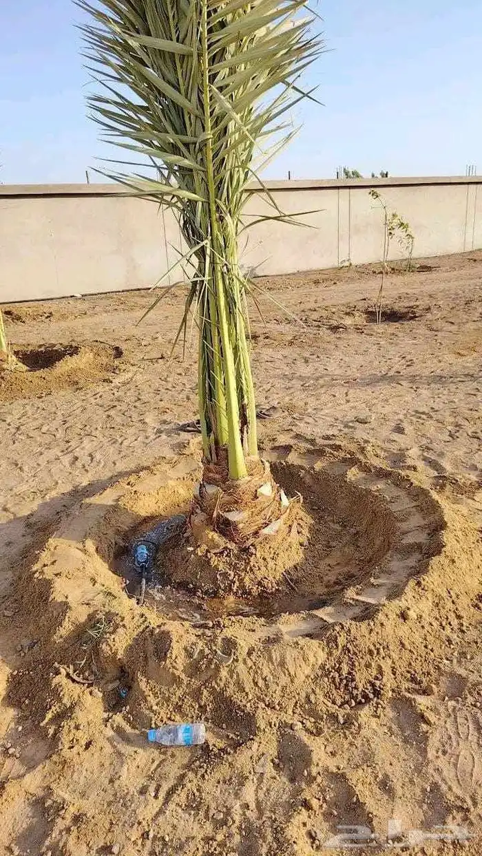 نخل واشنطن امريكي درجة اولى 1
