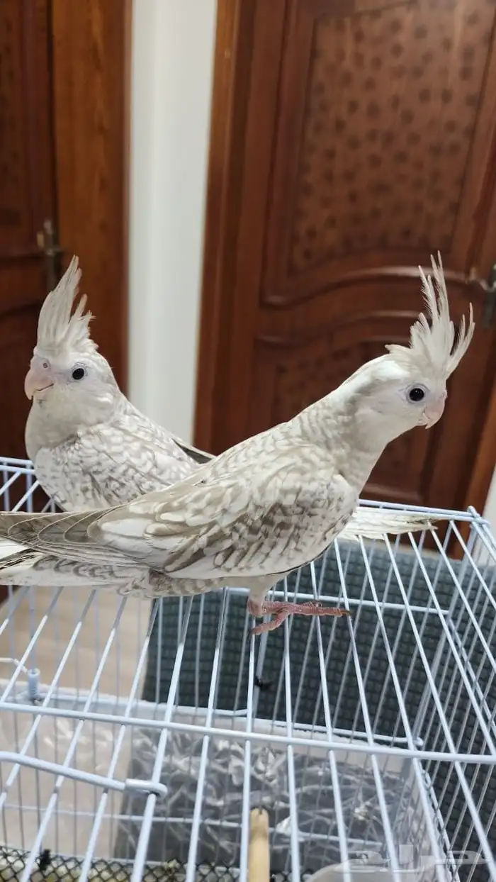 فروخ كروان كوكتيل فراشة 1