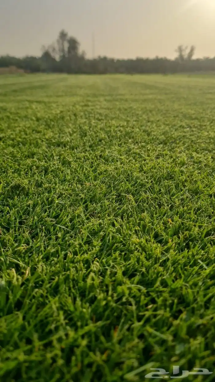 ثيل سي2000 درجة اولى 2