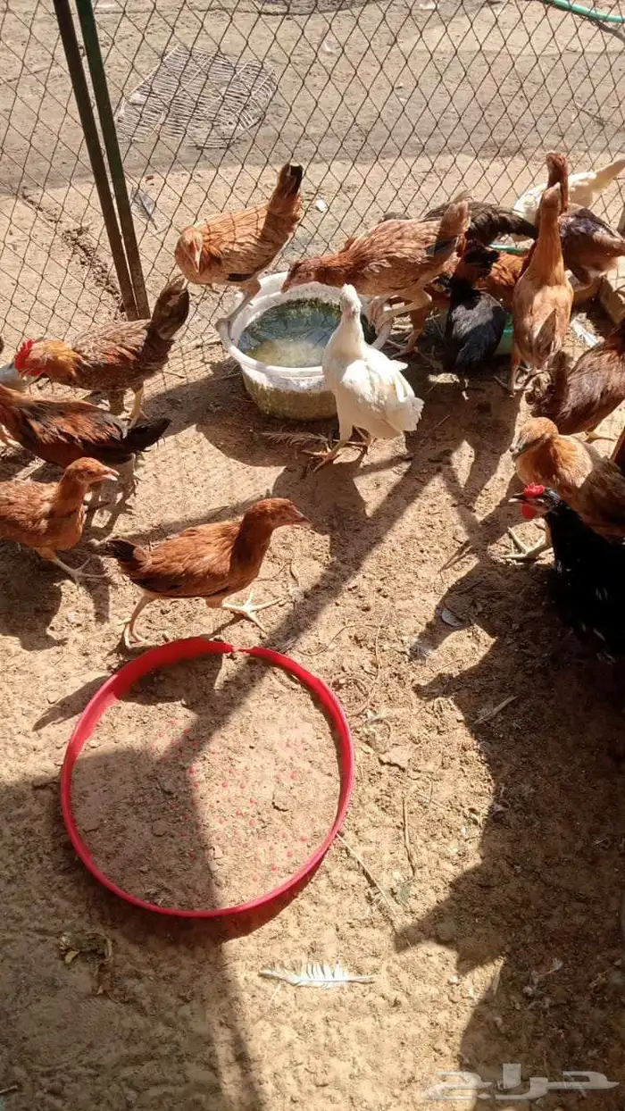 دجاج بشاير 0
