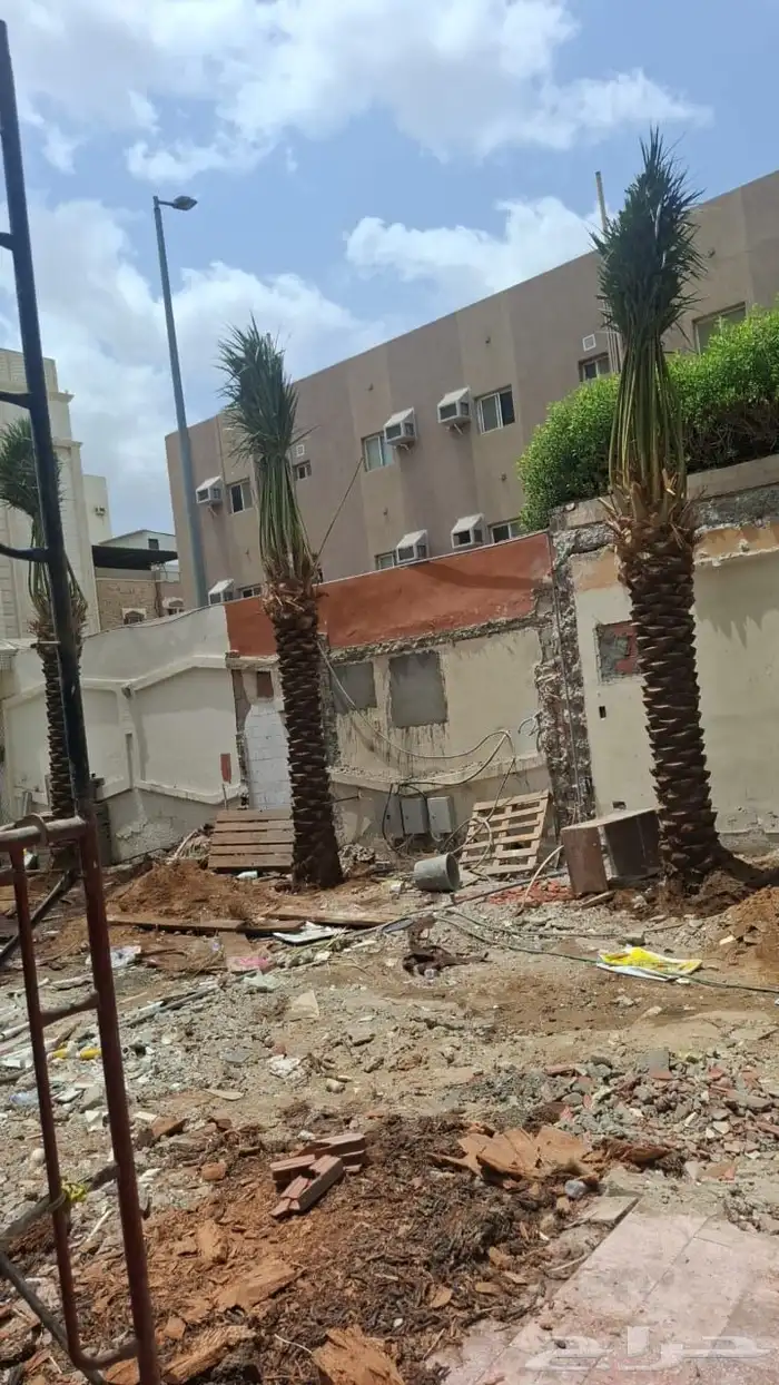 نخيل عربي من جميع الانواع والمقاسات 4