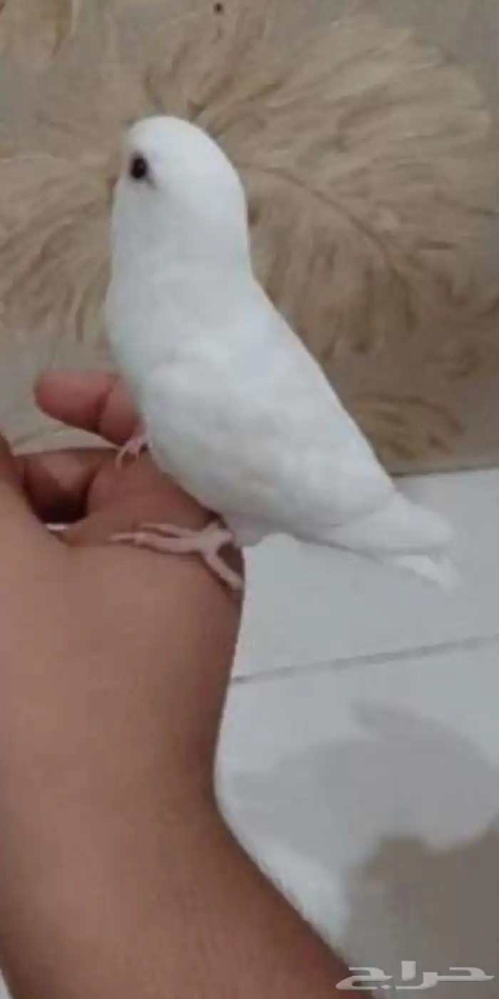 ذكر روز البينو 1