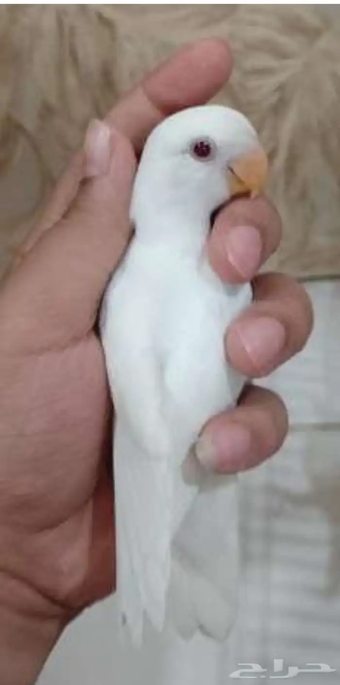 ذكر روز البينو 0