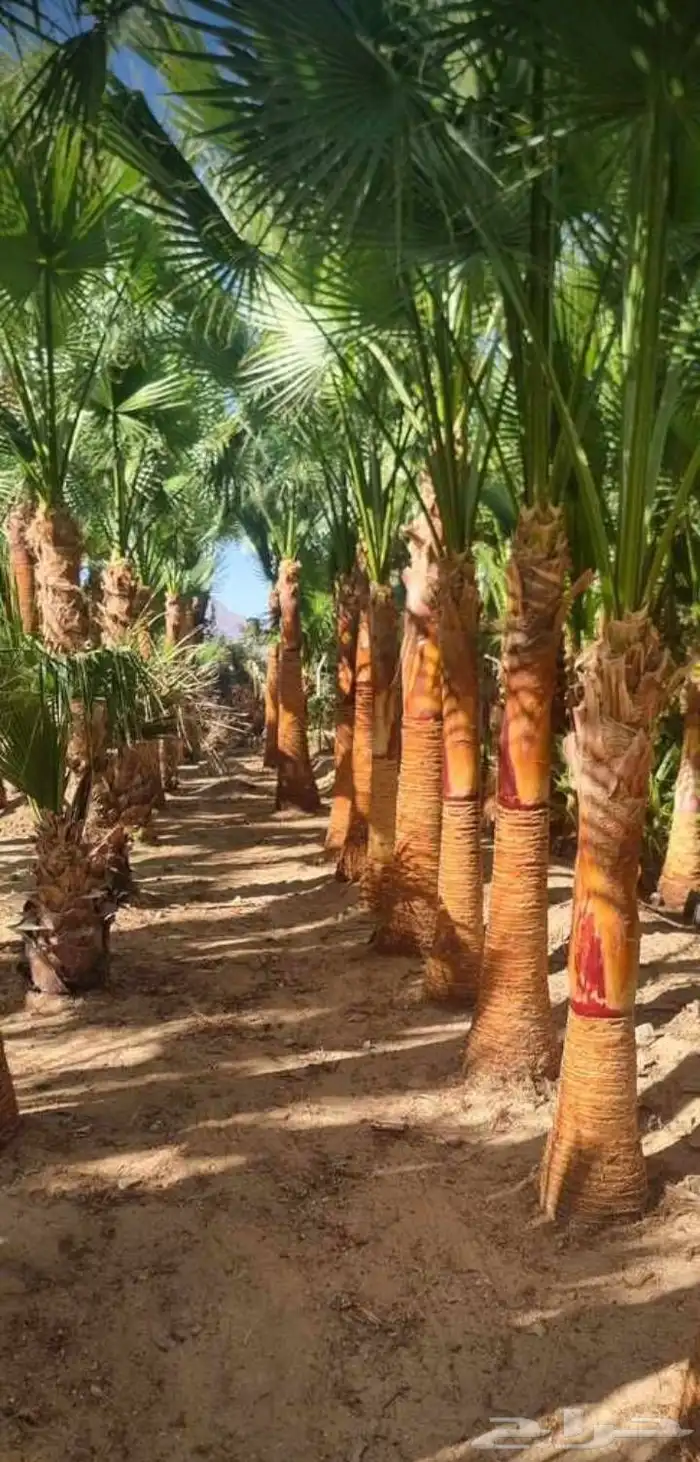 نخل الخميس 2