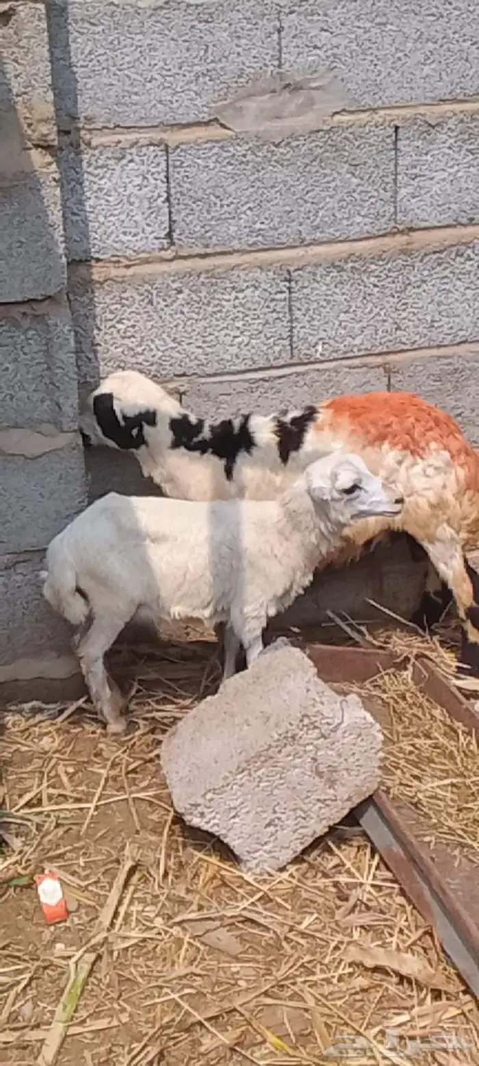 اثنين فران تربيه 1