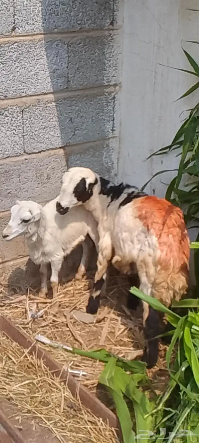 اثنين فران تربيه 0