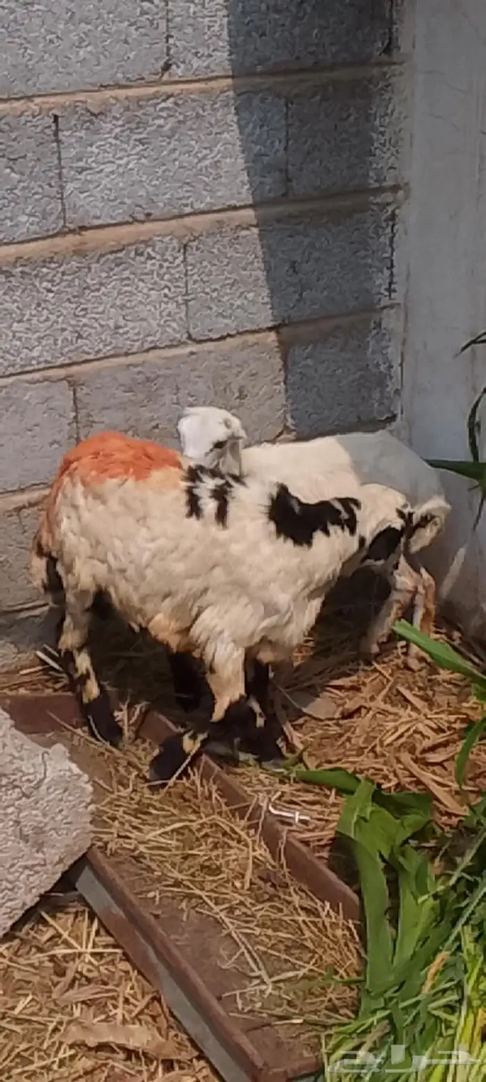 اثنين فران تربيه 2