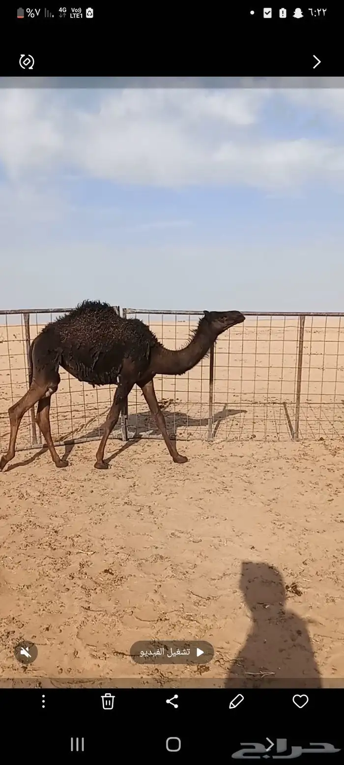 بكره مجهم قصب حليب امها الموقع غرب الدوادمي 8شهور 2
