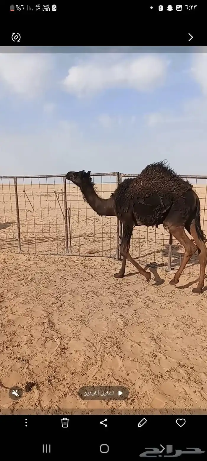 بكره مجهم قصب حليب امها الموقع غرب الدوادمي 8شهور 0