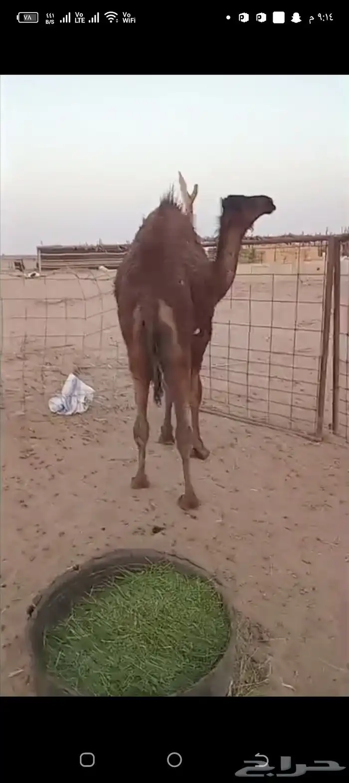 حاشي للبيع 2