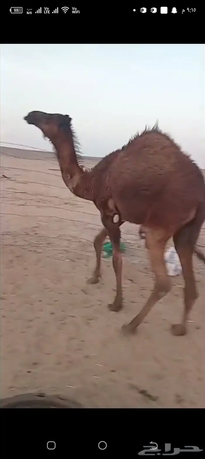 حاشي للبيع 0