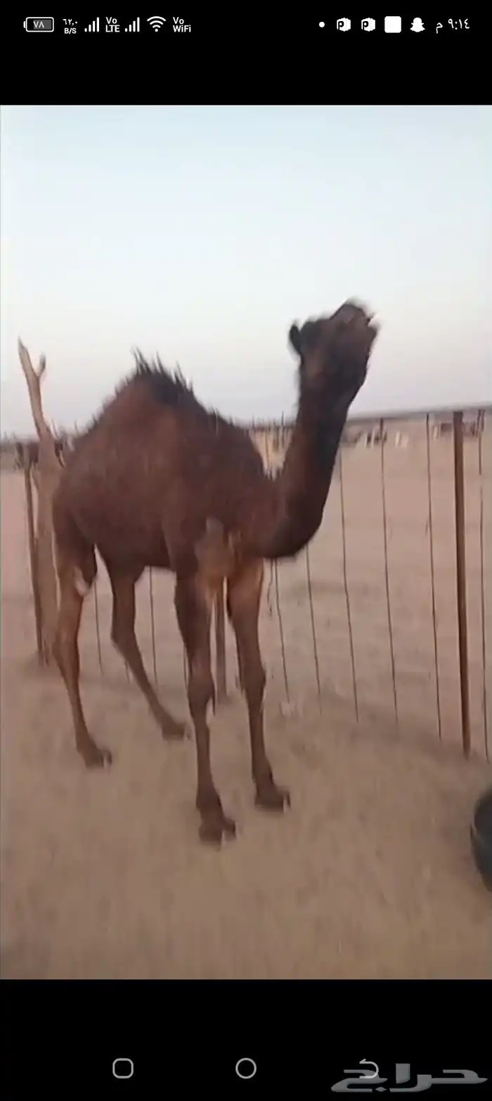 حاشي للبيع 1