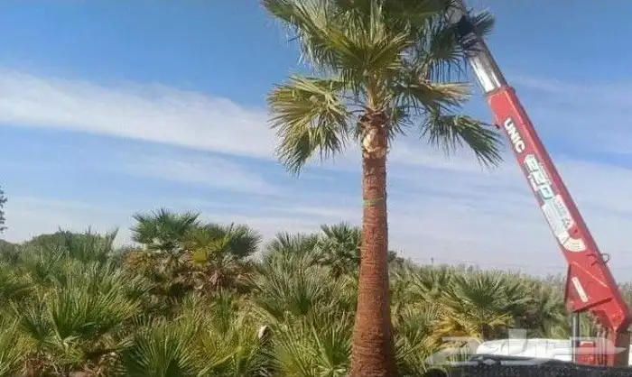 نخل الخميس 5