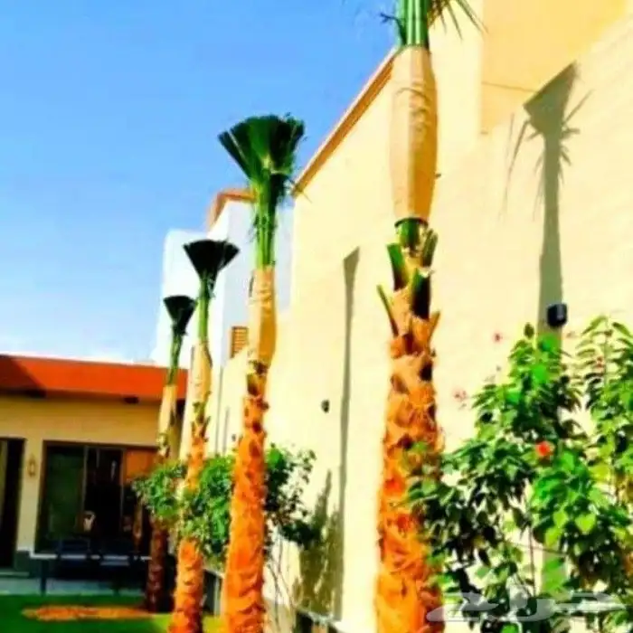 نخل الخميس 6