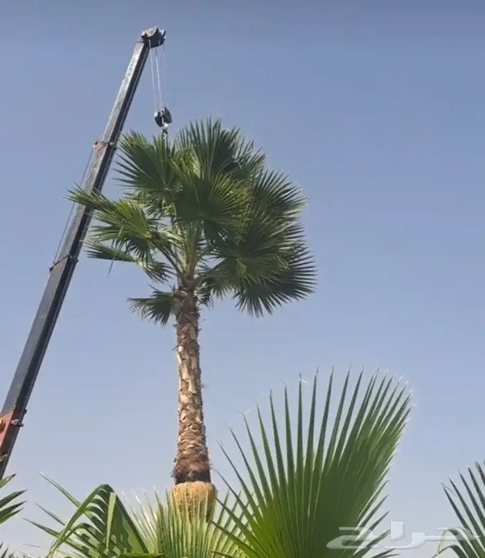 نخل الخميس 9
