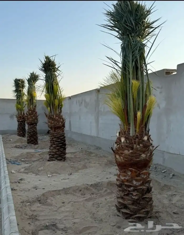 نخيل واشنطن امريكي زينه ونخيل عربي 0