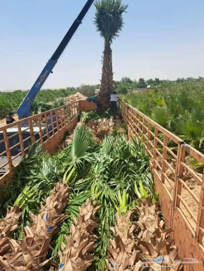 نخل الخميس 8