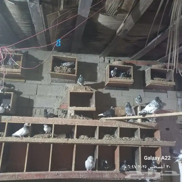 حمام شيرازي باكستاني قطيفي بلجيكي صنعاني 5