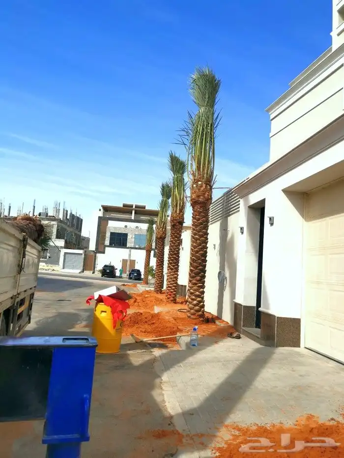 اشحار نخيل واشنطونيا ابومروحه للبيع 6