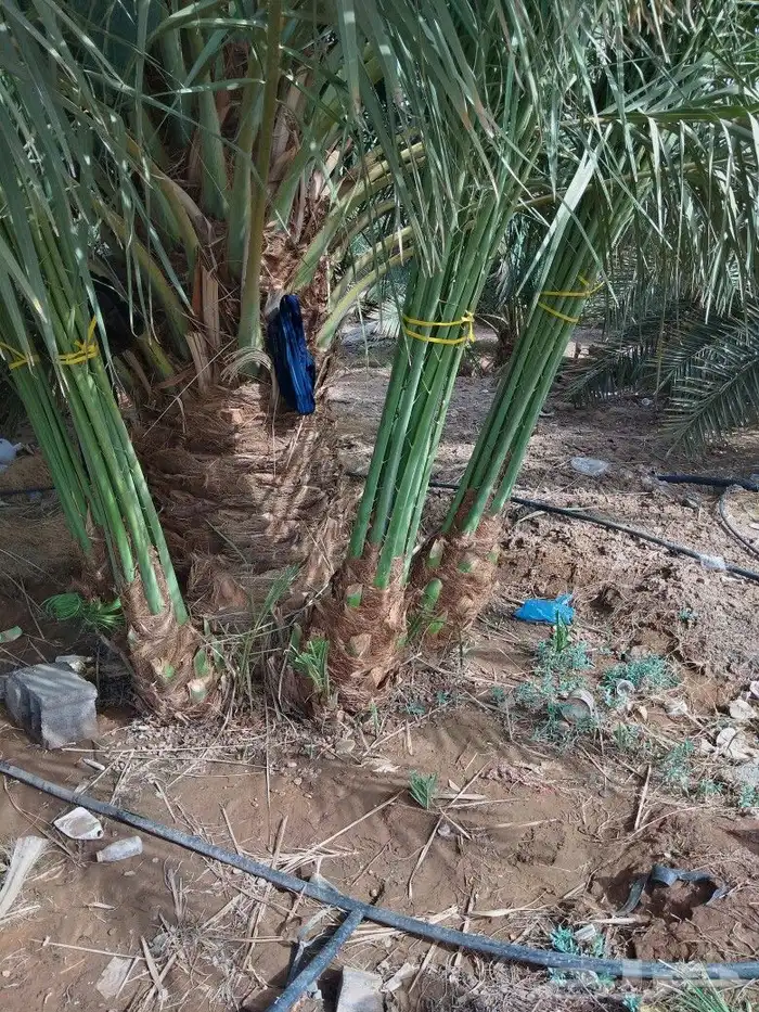 نخيل للبيع صقعي مجدولي اخلاص سكري نخل واشنطني 7