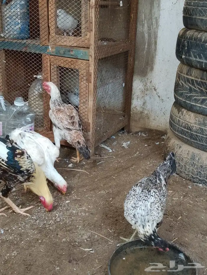 للبيع دجاج طقم بلدي ألوان مشجر وا دجاج فارسي وا دجاج مهجن فم 0
