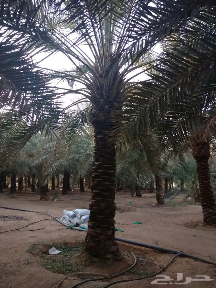 نخيل للبيع صقعي مجدولي اخلاص سكري نخل واشنطني 5
