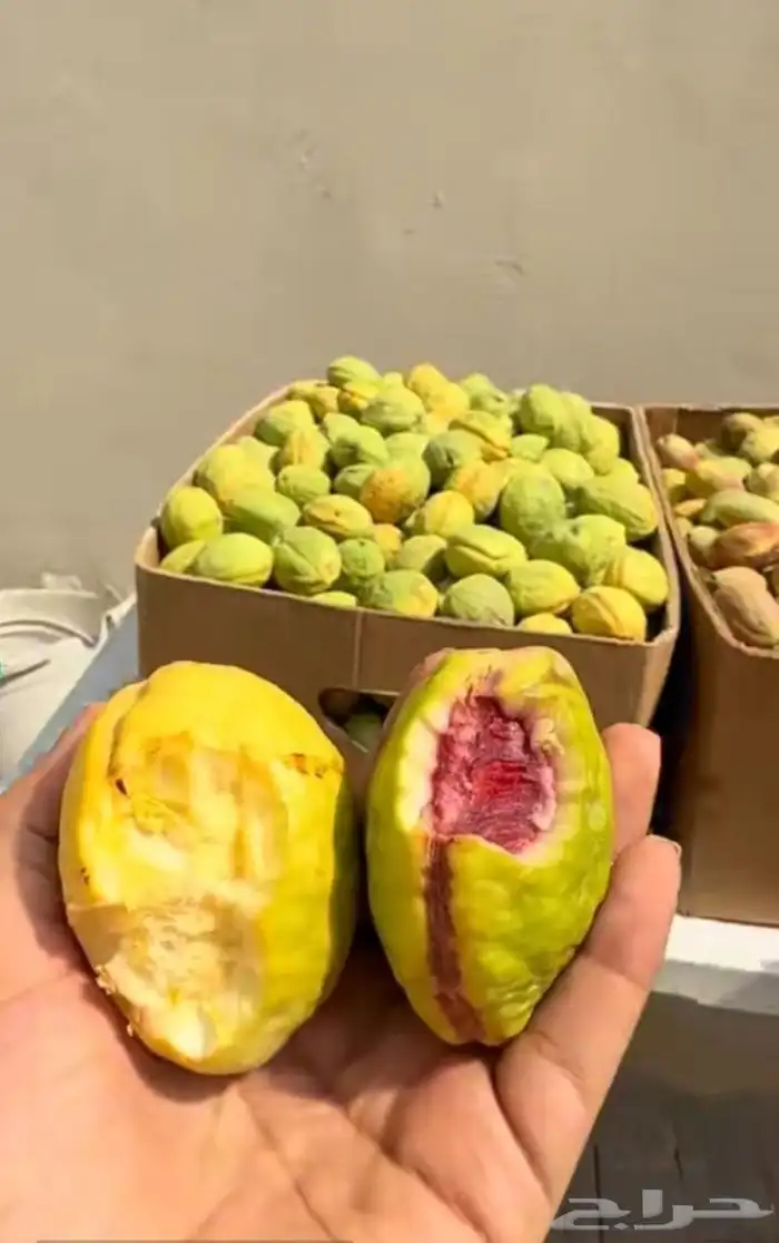 لوز احمر قطيفي 6